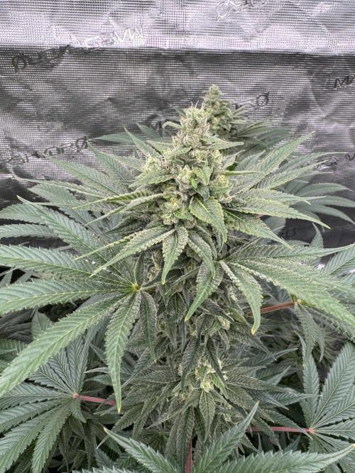 Fullgas!⛽️. Week 11