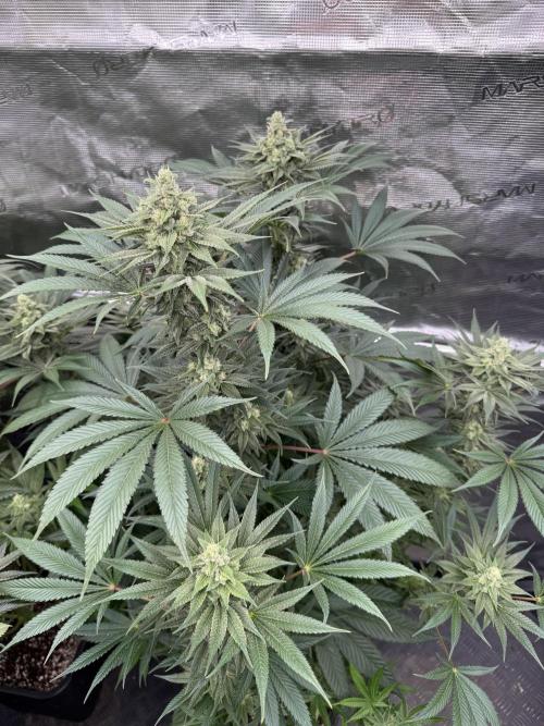 Fullgas!⛽️. Week 11