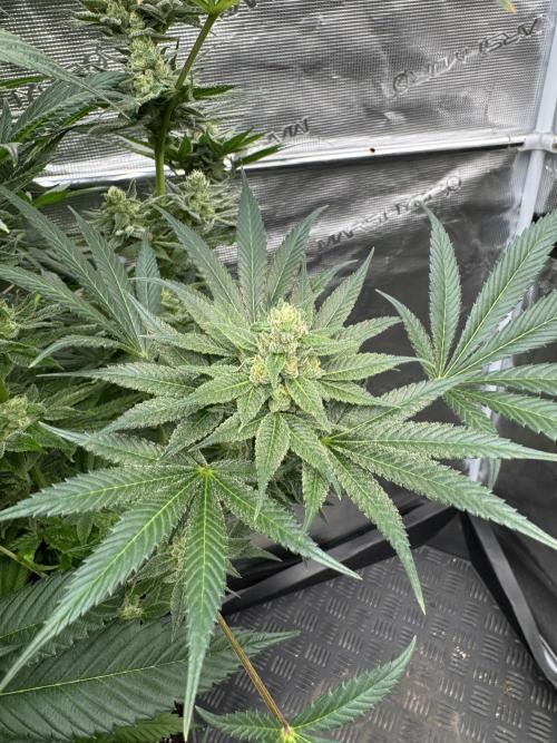 Fullgas!⛽️. Week 11