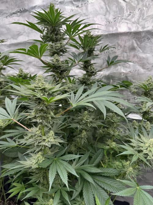 Fullgas!⛽️. Week 11