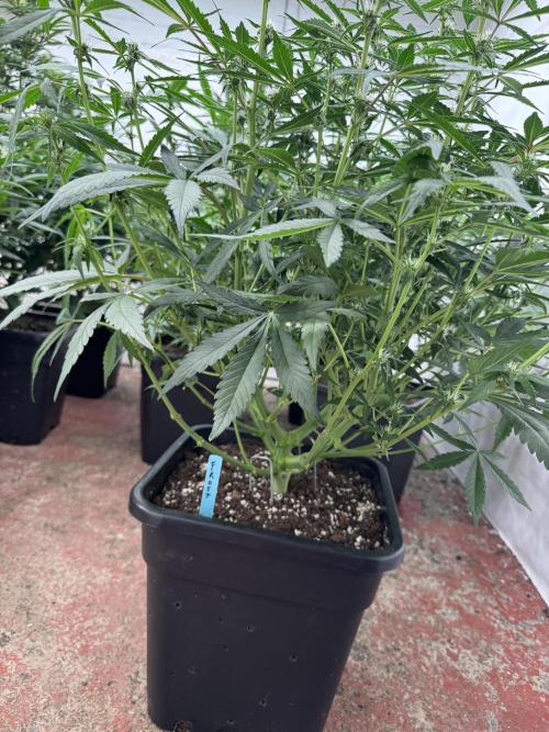 Getting ☃️ with the boys. Week 6