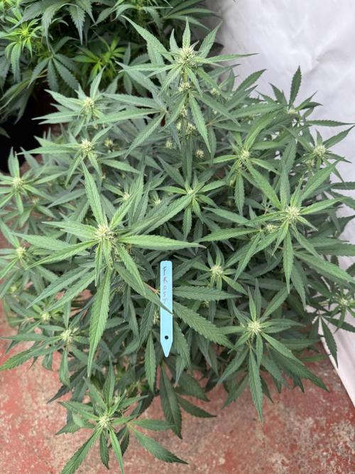 Getting ☃️ with the boys. Week 6