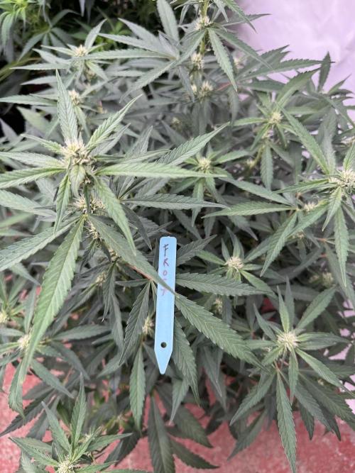 Getting ☃️ with the boys. Week 6