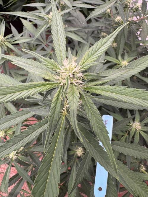 Getting ☃️ with the boys. Week 6