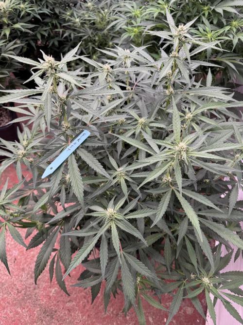 Getting ☃️ with the boys. Week 6