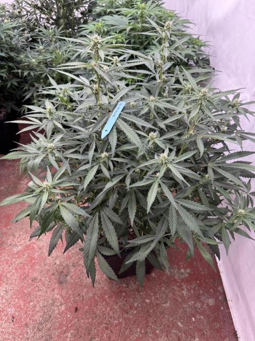 Getting ☃️ with the boys. Week 6