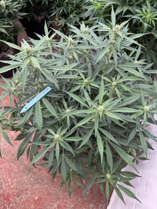 Getting ☃️ with the boys. Week 6