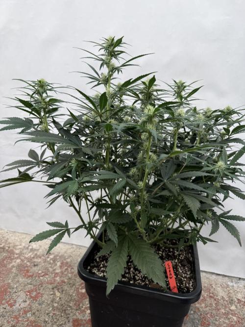 Strawberry Jungle. Week 6