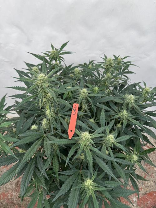 Strawberry Jungle. Week 6