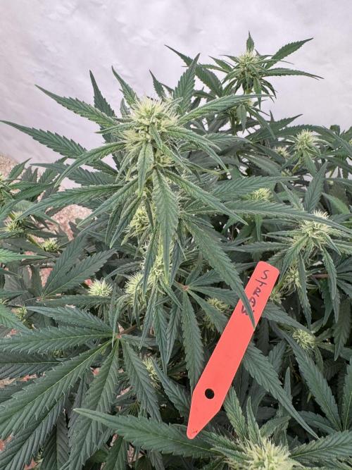 Strawberry Jungle. Week 6