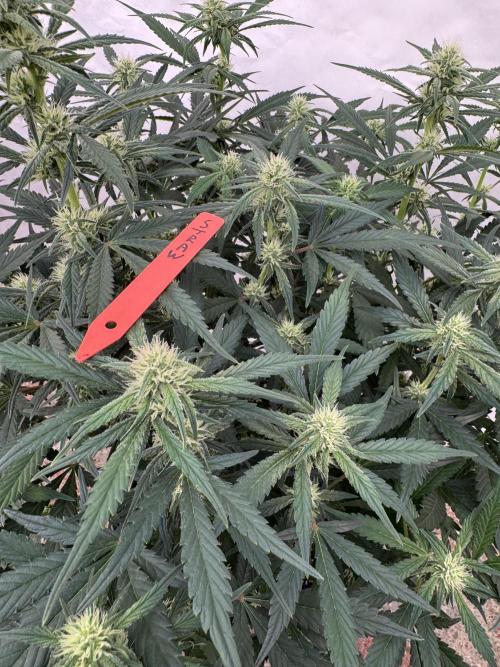 Strawberry Jungle. Week 6