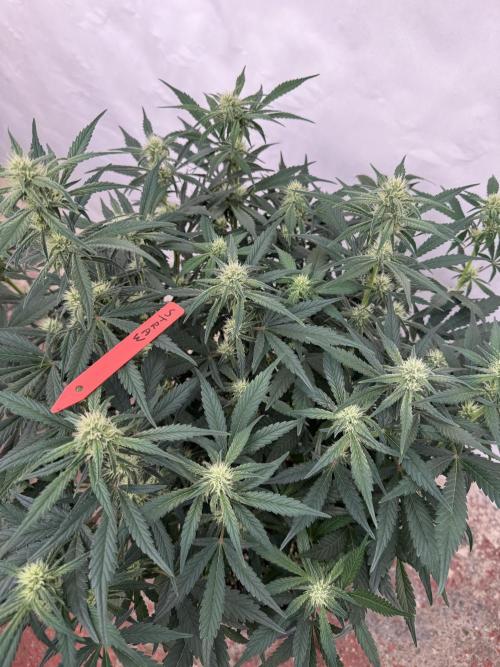 Strawberry Jungle. Week 6