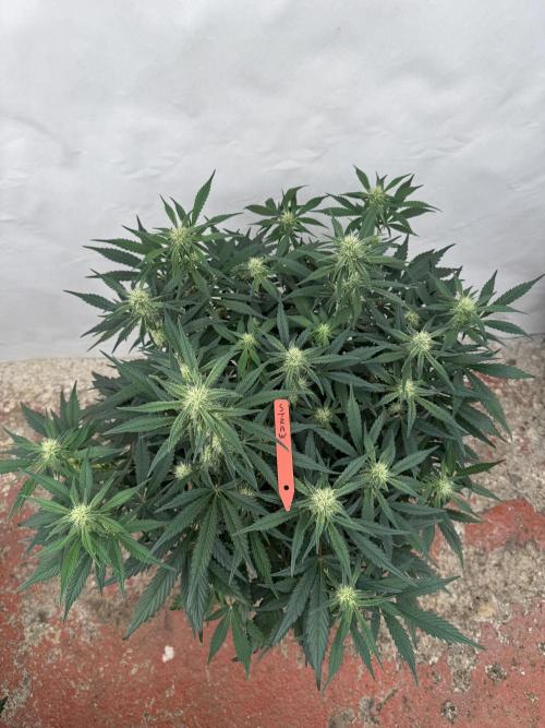 Strawberry Jungle. Week 6