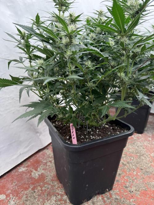 Berry ZenzZzation. Week 6