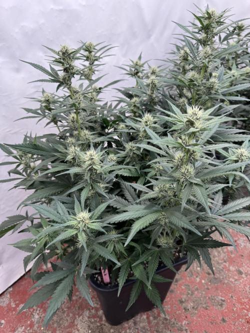 Berry ZenzZzation. Week 6