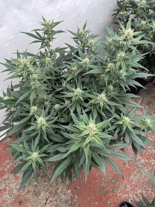 Berry ZenzZzation. Week 6