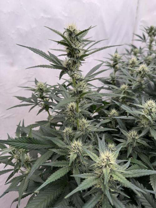 Berry ZenzZzation. Week 6