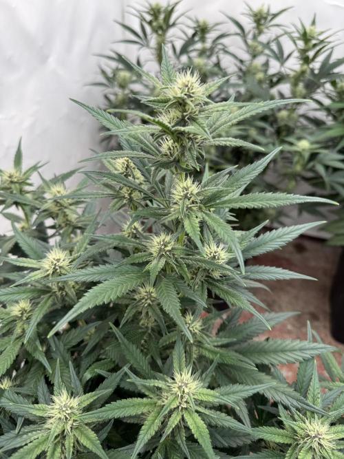 Berry ZenzZzation. Week 6