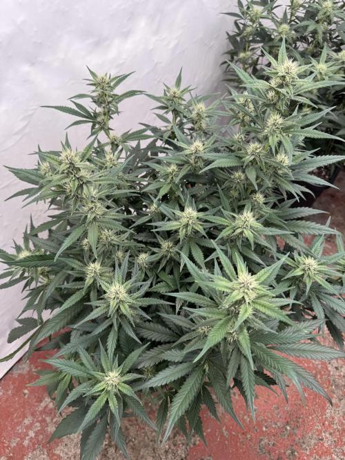 Berry ZenzZzation. Week 6