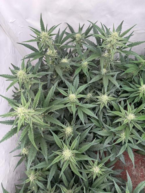 🥈 Strongest auto 25. Week 6