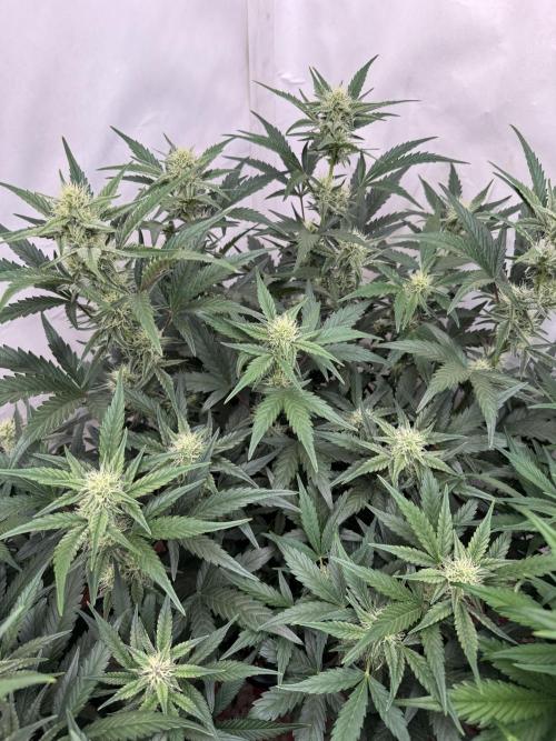 🥈 Strongest auto 25. Week 6