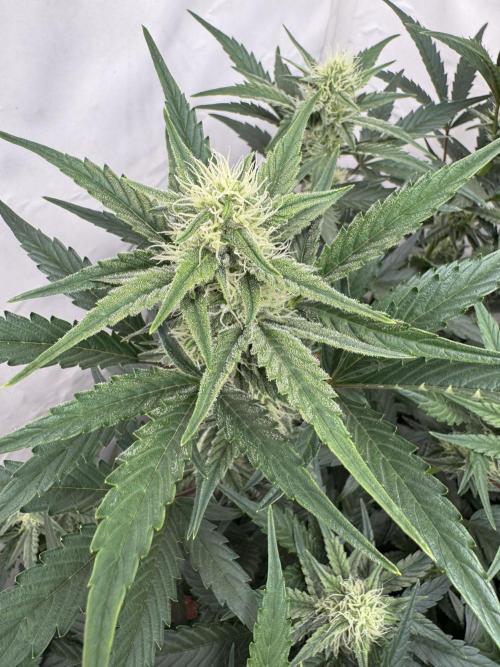 🥈 Strongest auto 25. Week 6