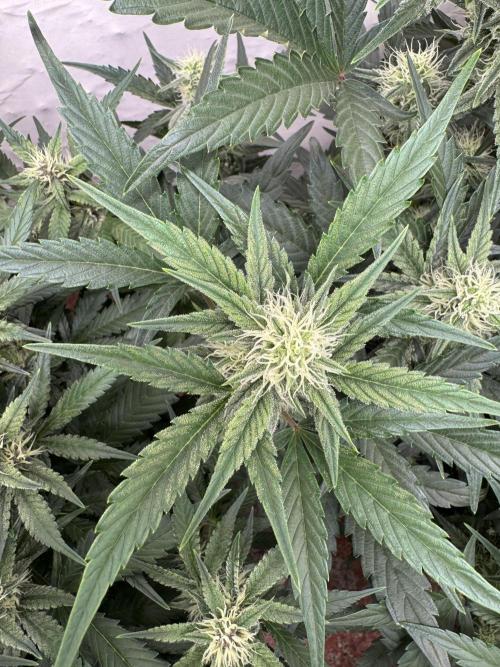 🥈 Strongest auto 25. Week 6