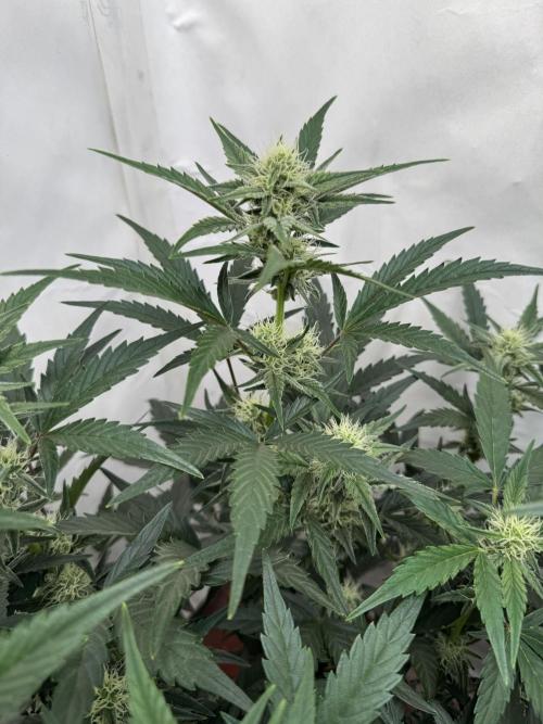 🥈 Strongest auto 25. Week 6