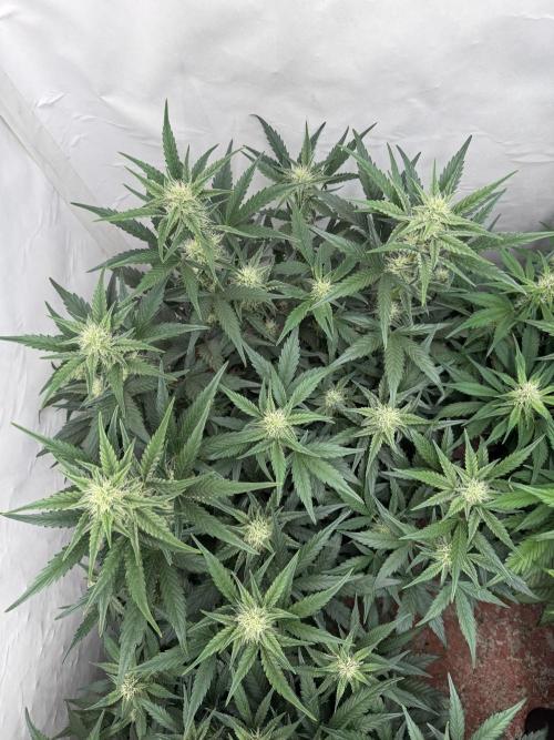 🥈 Strongest auto 25. Week 6