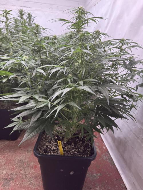 Taste the rainbow 👻. Week 6