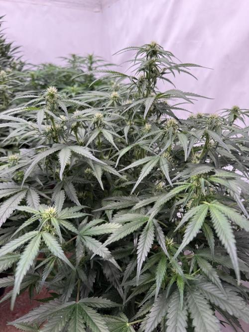 Taste the rainbow 👻. Week 6