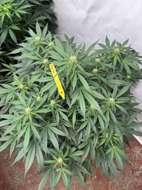 Taste the rainbow 👻. Week 6