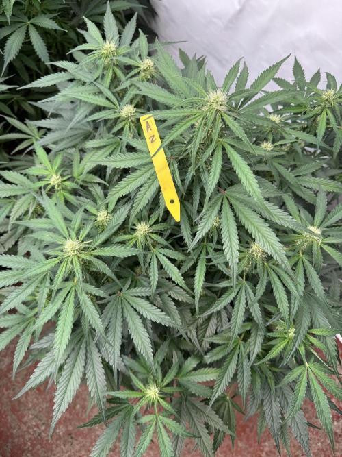 Taste the rainbow 👻. Week 6