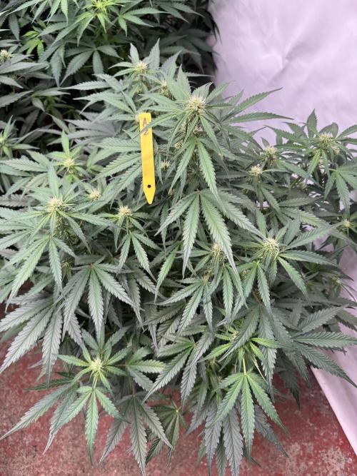 Taste the rainbow 👻. Week 6