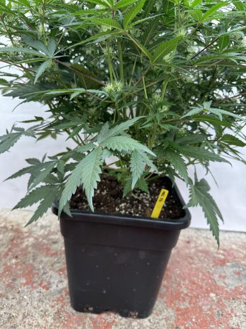 Taste the rainbow 👻. Week 6