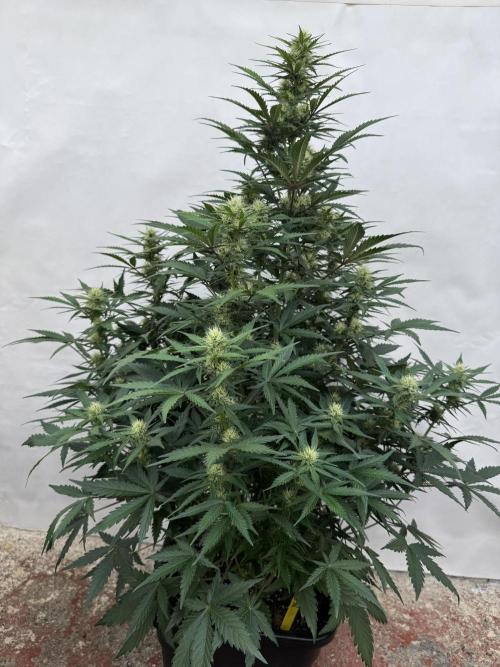 Taste the rainbow 👻. Week 6