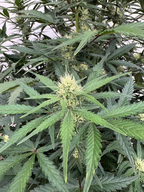 Taste the rainbow 👻. Week 6