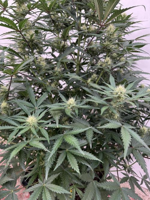 Taste the rainbow 👻. Week 6