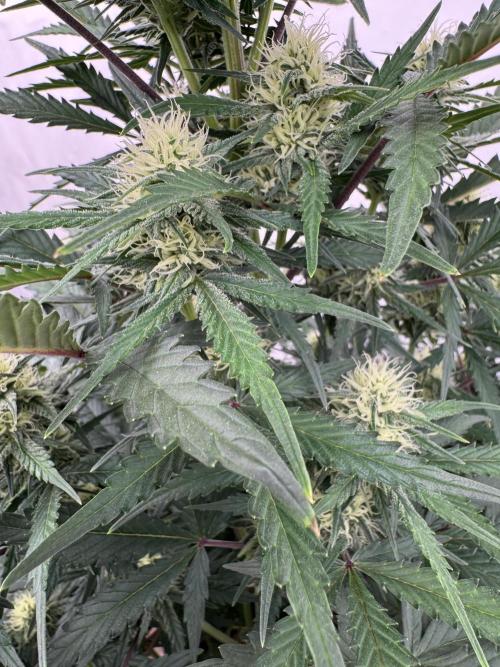 Taste the rainbow 👻. Week 6