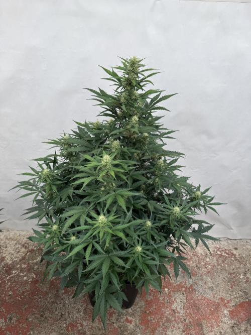 Taste the rainbow 👻. Week 6