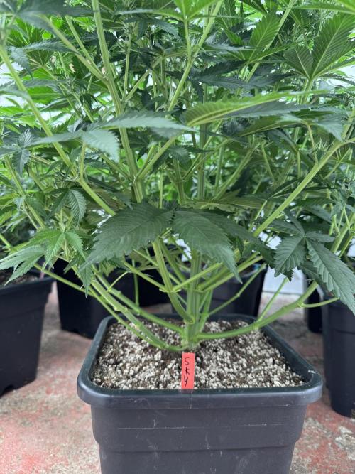 In a Galaxy far…🛸. Week 6