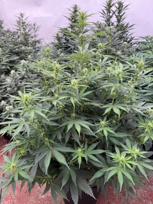 In a Galaxy far…🛸. Week 6