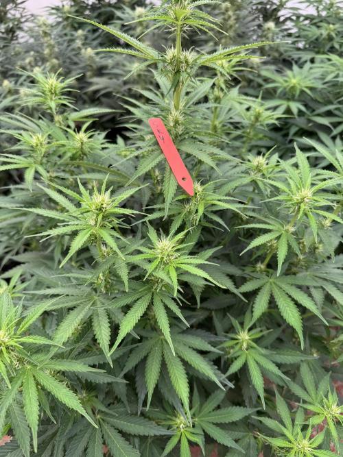 In a Galaxy far…🛸. Week 6