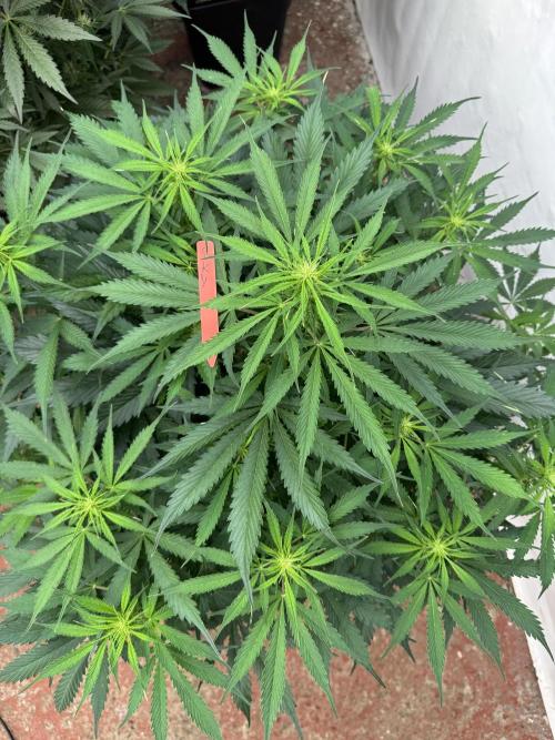 In a Galaxy far…🛸. Week 6