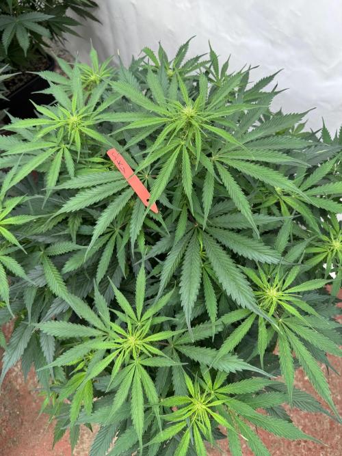 In a Galaxy far…🛸. Week 6