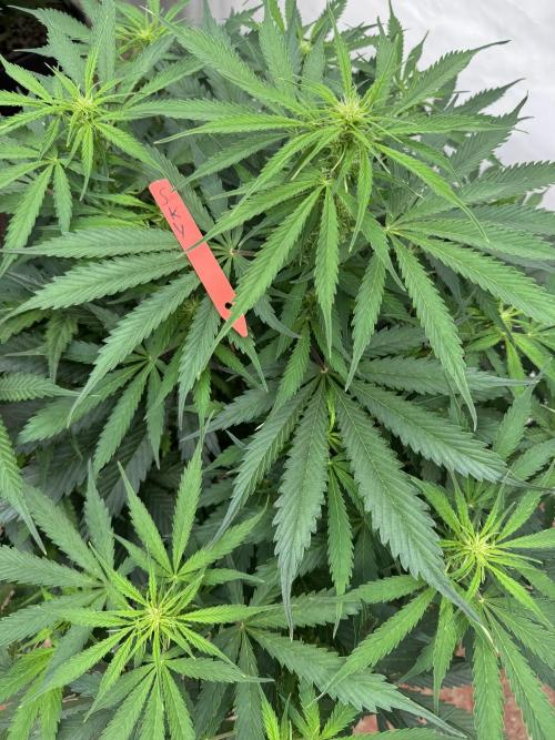 In a Galaxy far…🛸. Week 6