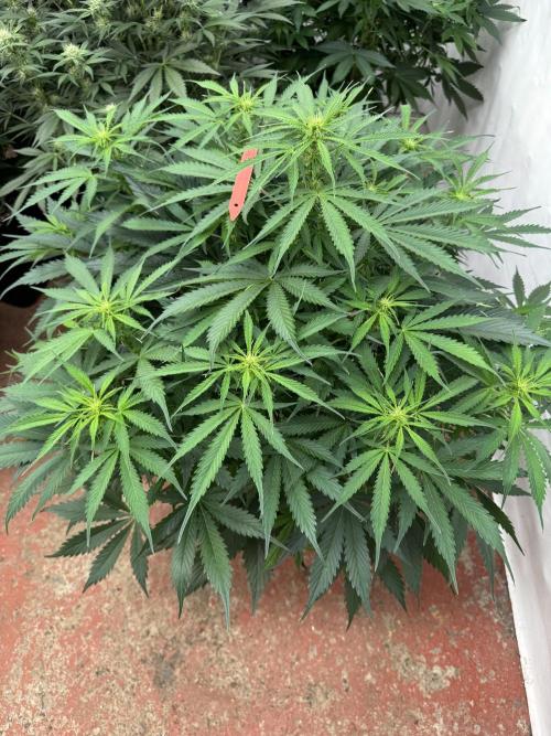 In a Galaxy far…🛸. Week 6