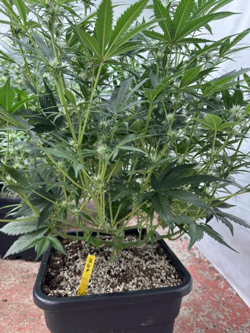 7 up 🍋‍. Week 6