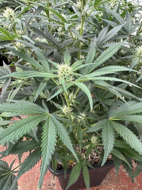 7 up 🍋‍. Week 6