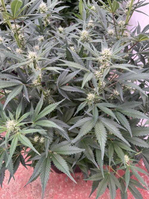 7 up 🍋‍. Week 6